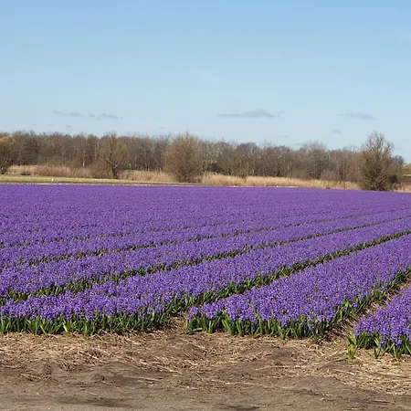 De Wilg - Adults Only *