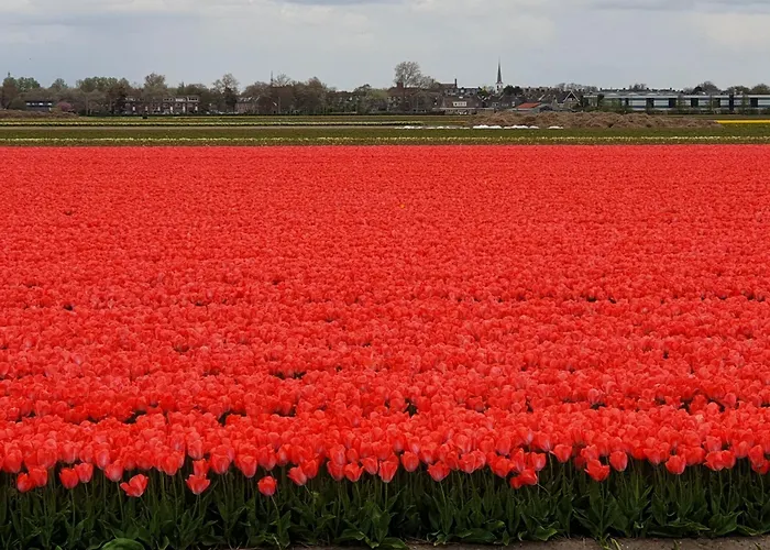 De Wilg - Adults Only * Noordwijk