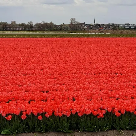 De Wilg - Adults Only * נורדוויק