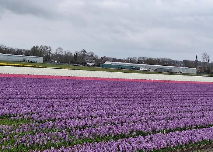 De Wilg - Adults Only